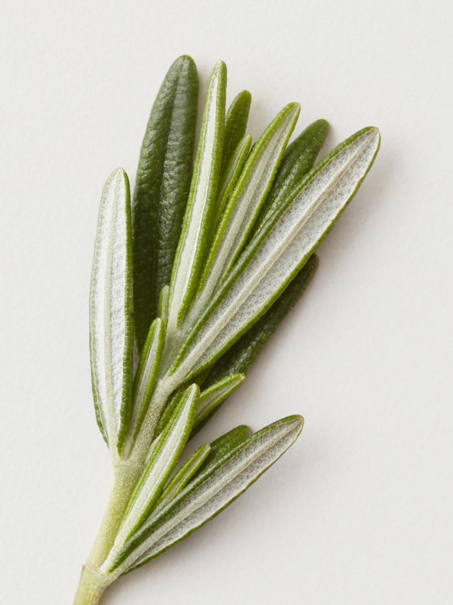 Bruma acondicionadora AG Care